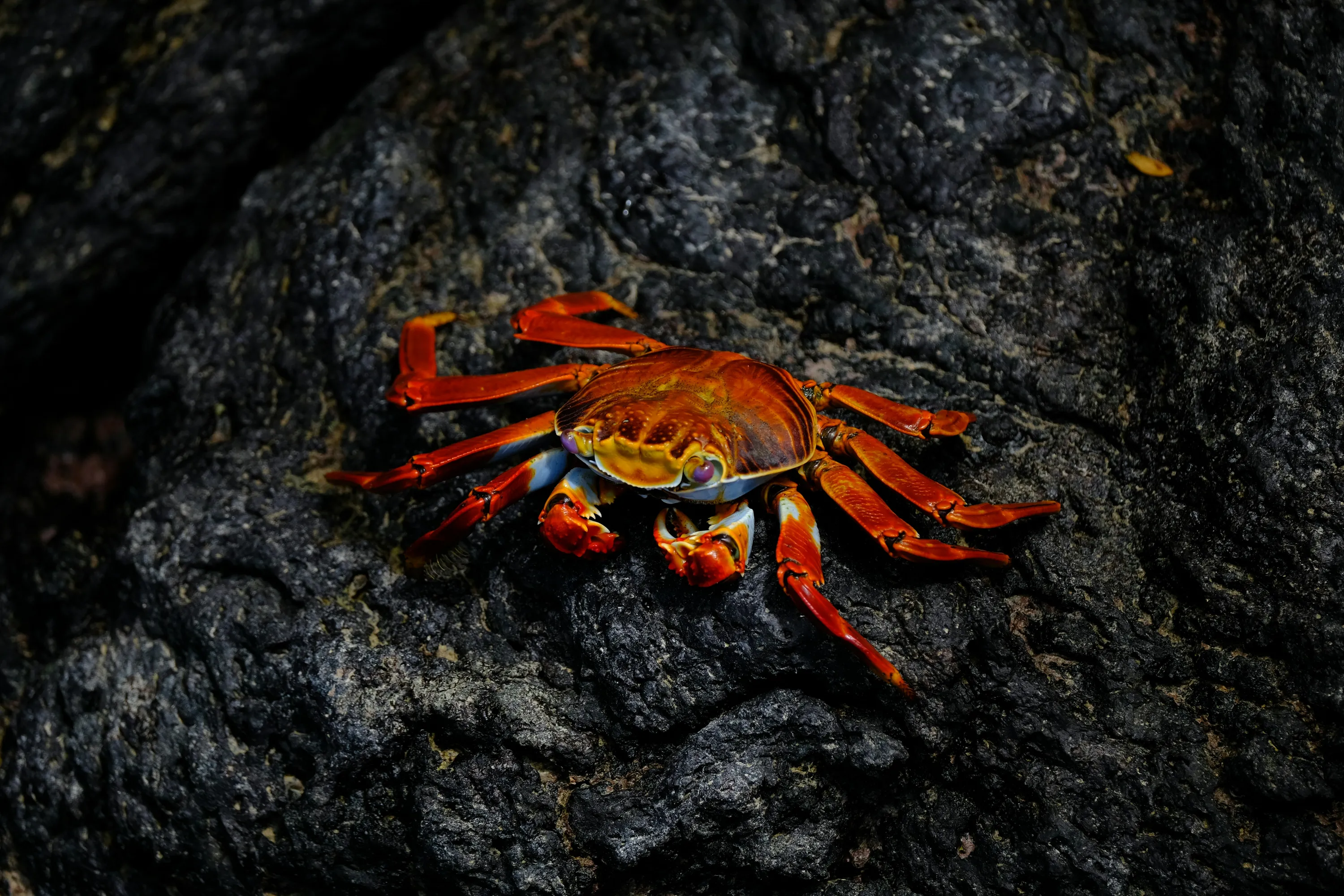 A crab