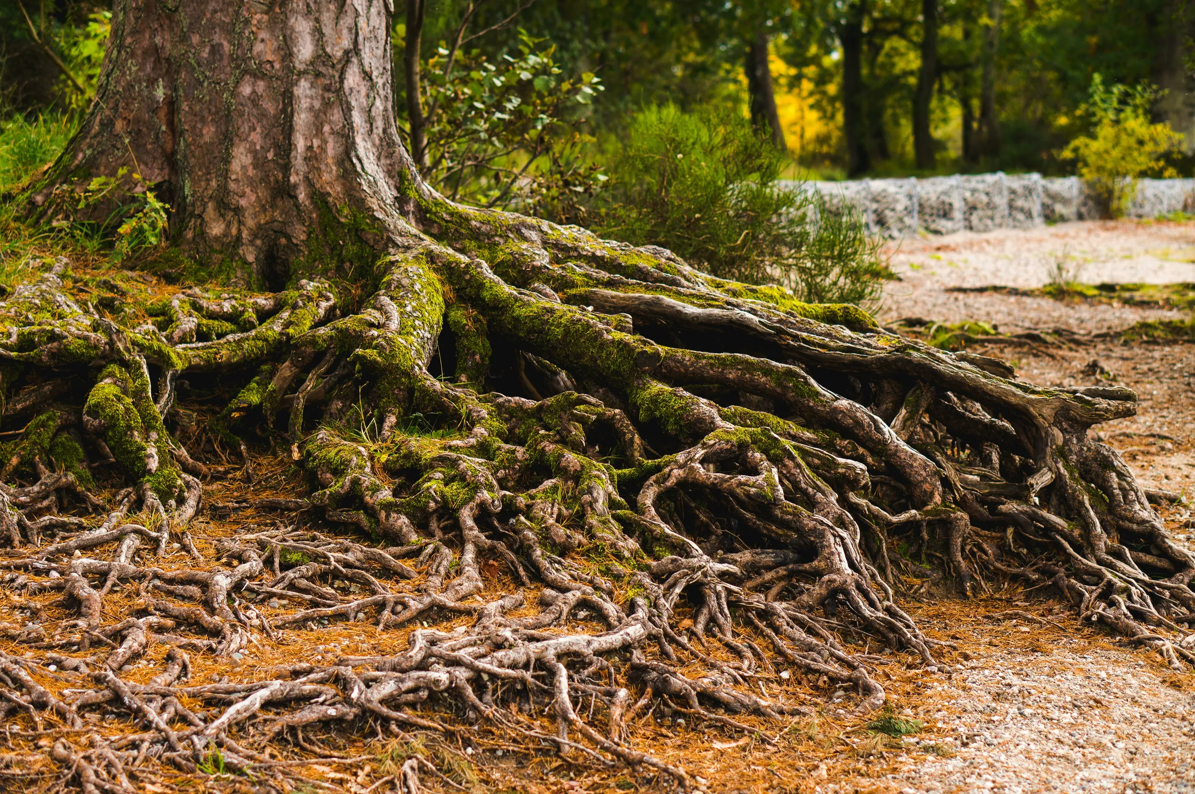 Tree roots