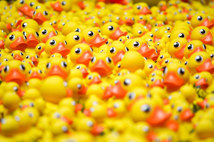 A sea of rubber ducks